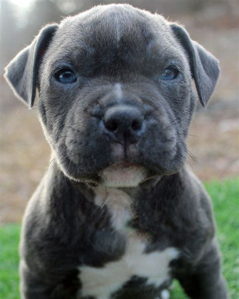 blue nose bully pitbull puppies sale|buy blue nose pitbull puppies.